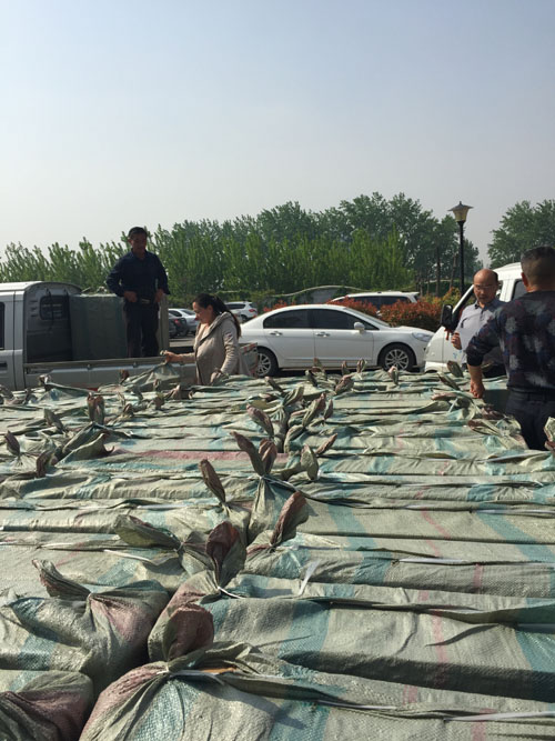 图为残疾人轮椅配发现场
