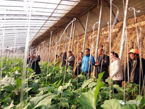 图为李传法老师带领大家到蔬菜大棚基地，对各种蔬菜的培植技术进行讲解。
